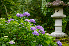 梅雨と紫陽花