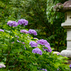 梅雨と紫陽花
