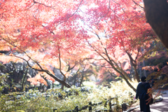 紅葉シャワー