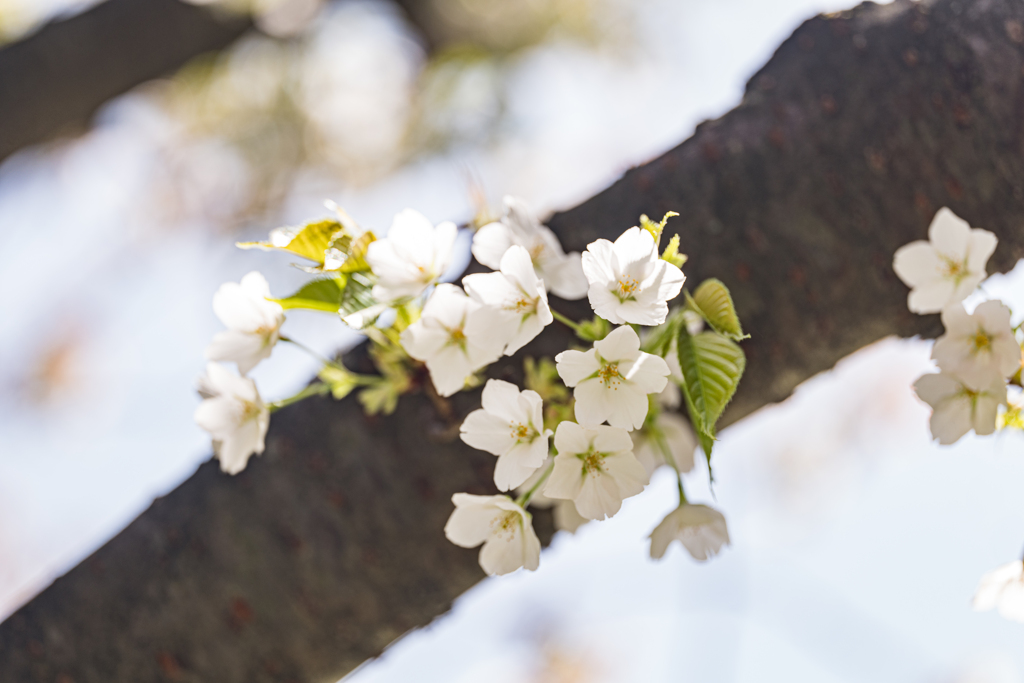 幹の花