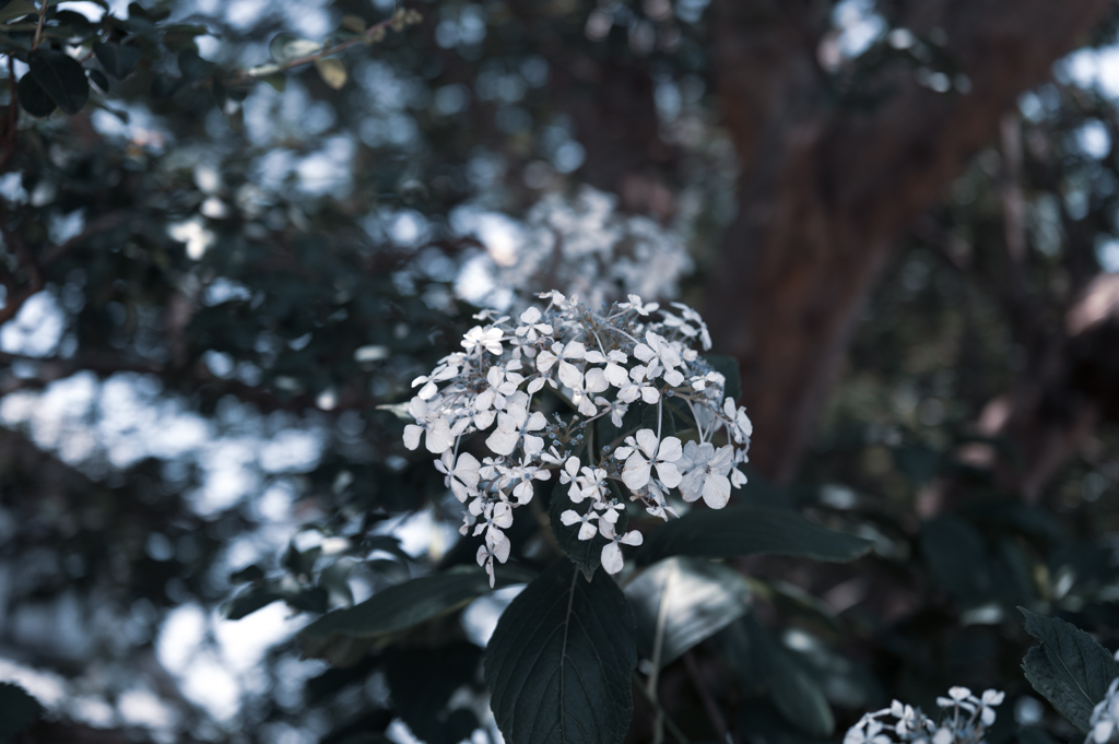 紫陽花宇宙
