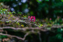 百日紅は残った