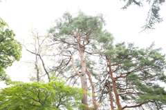 頂点