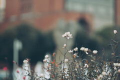 噴水と共に咲く