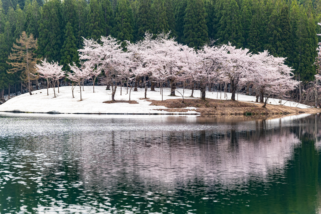 中子の桜