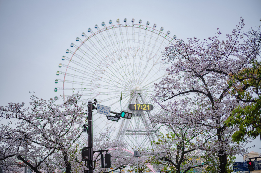 みらいのさくら