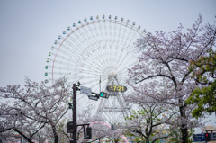 みらいのさくら