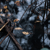 雨の日蓮の池