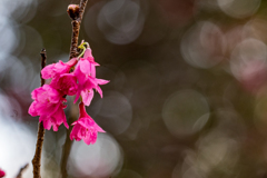 寒緋桜