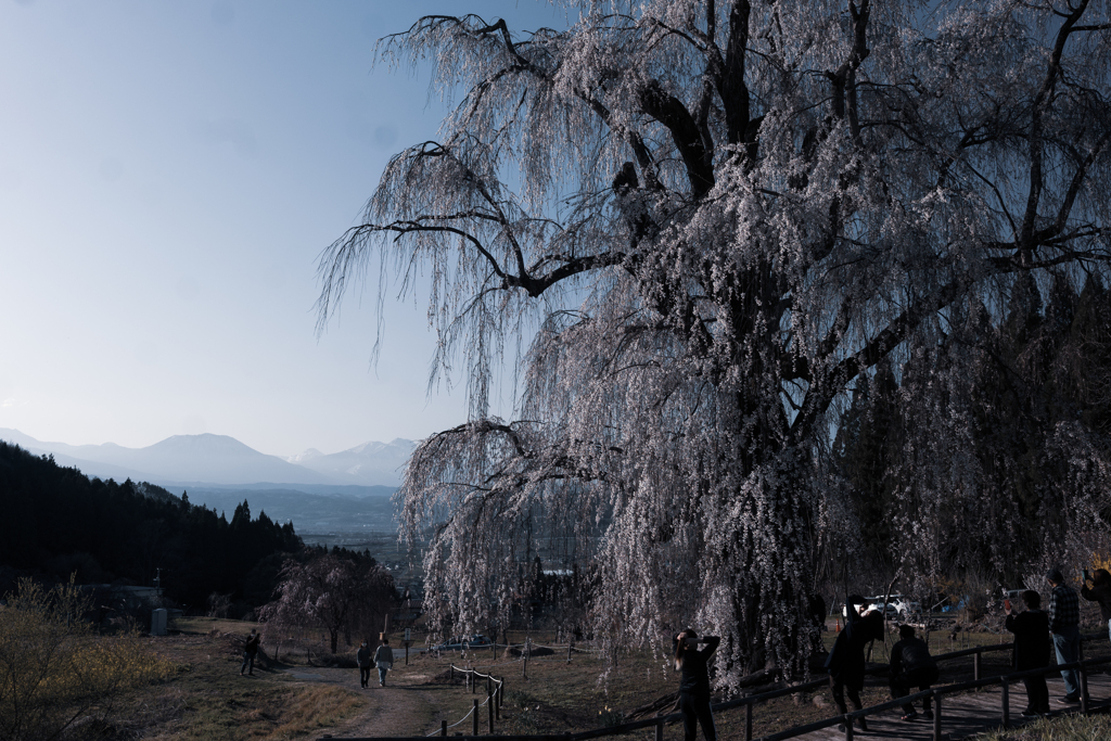 水中の枝垂れ桜