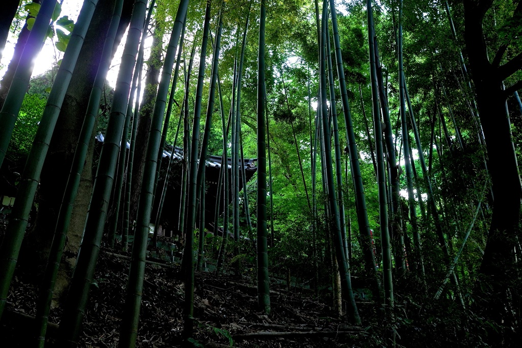 竹林から見上げる