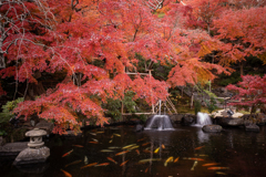 池と鯉と小滝と紅葉