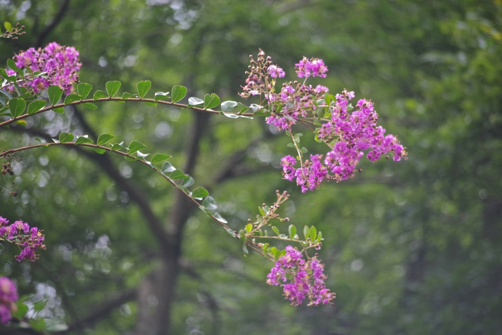 百日紅と雨