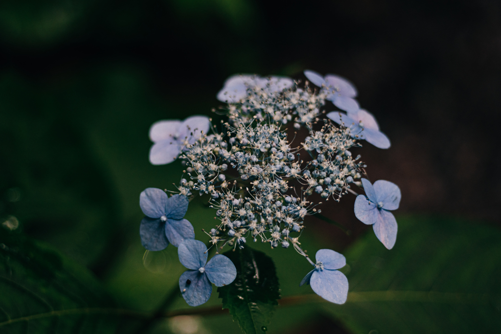 路傍の紫陽花