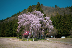 おしら様の枝垂れ桜２