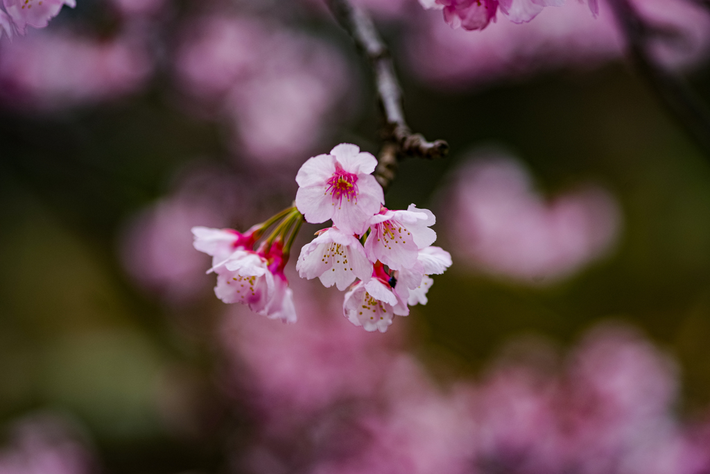 アタミカンザクラ