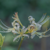 白曼珠沙華