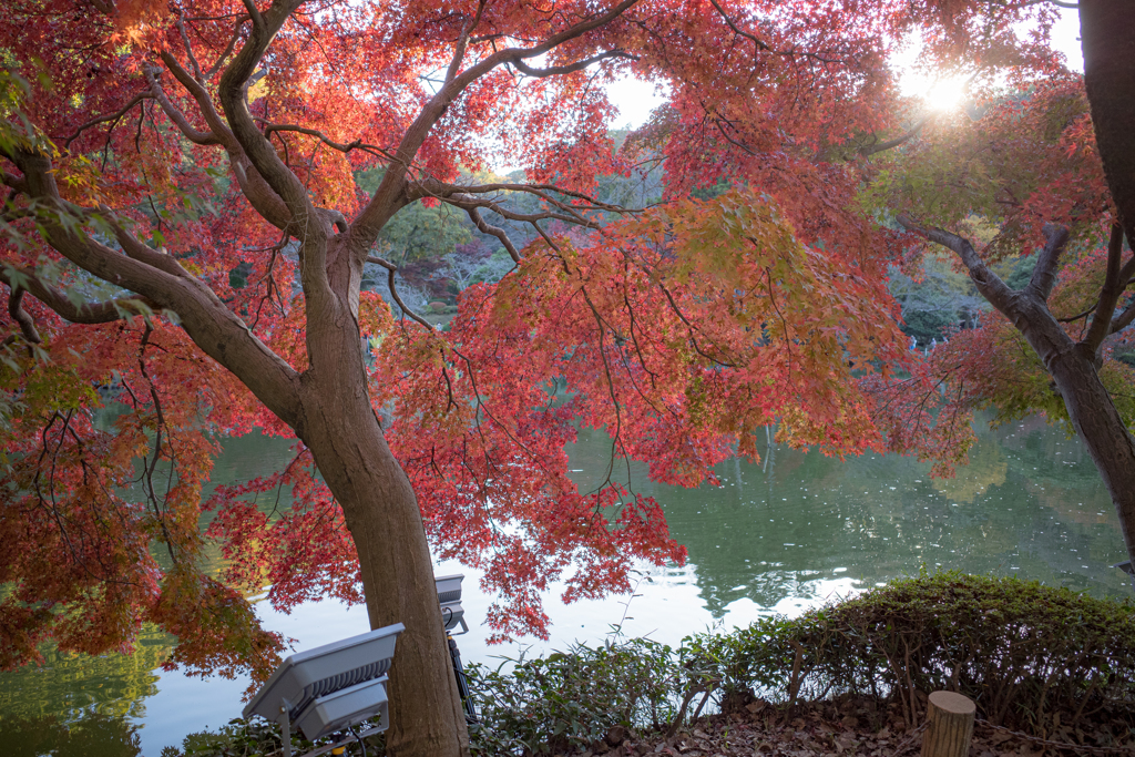 早い紅葉