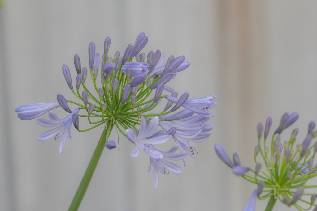 お寺のアガパンサス