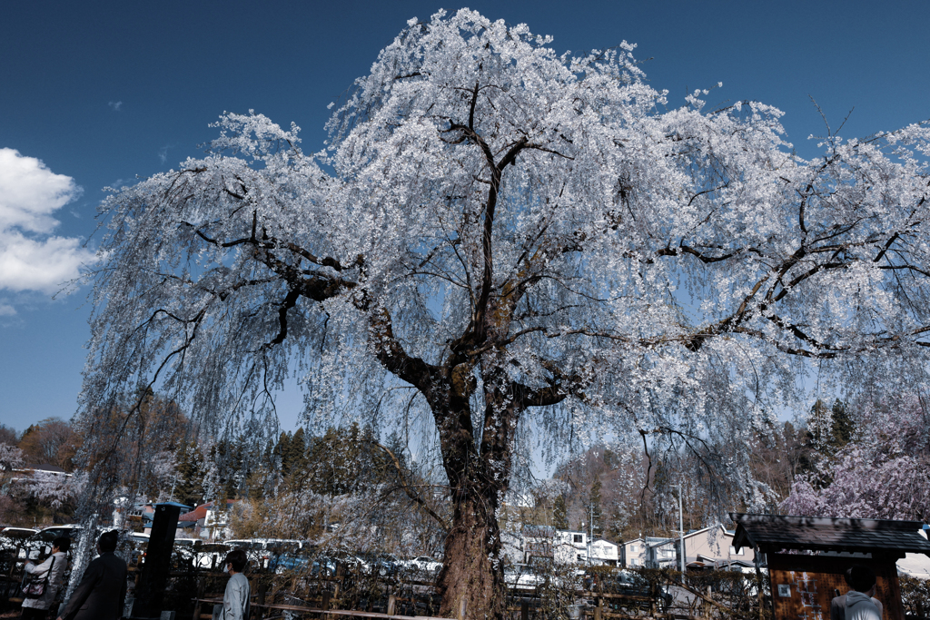 角館武家屋敷枝垂れ桜