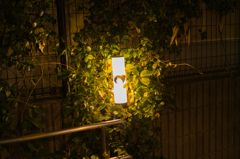 NIGHT LIGHT