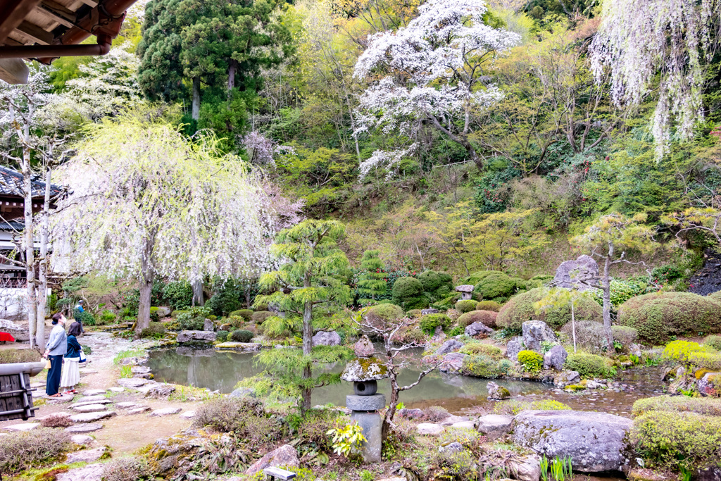 庭園の桜