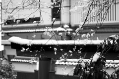 雪の花