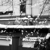 雪の花