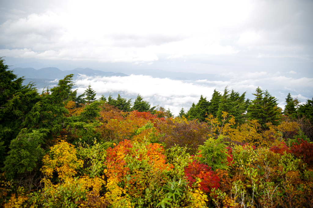 雲海と紅葉