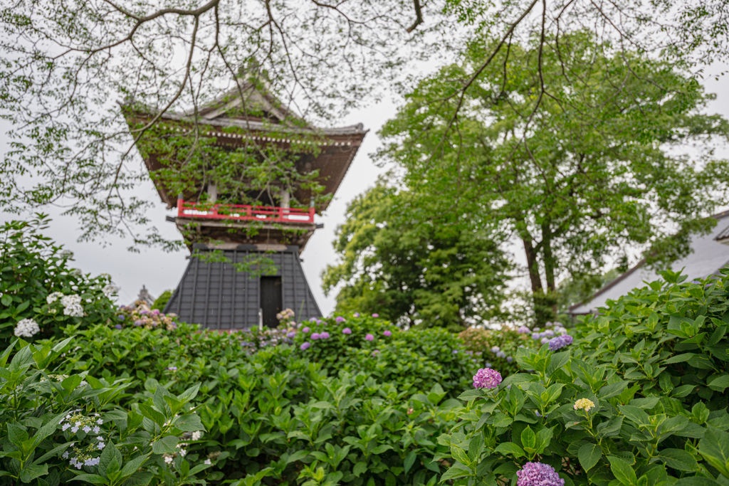 紫陽花寺