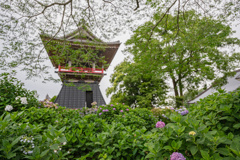 紫陽花寺