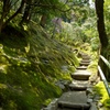 苔の道