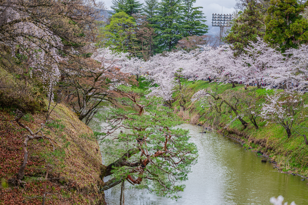 松と桜