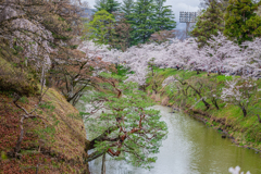 松と桜
