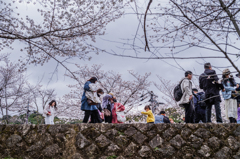 それぞれの花見