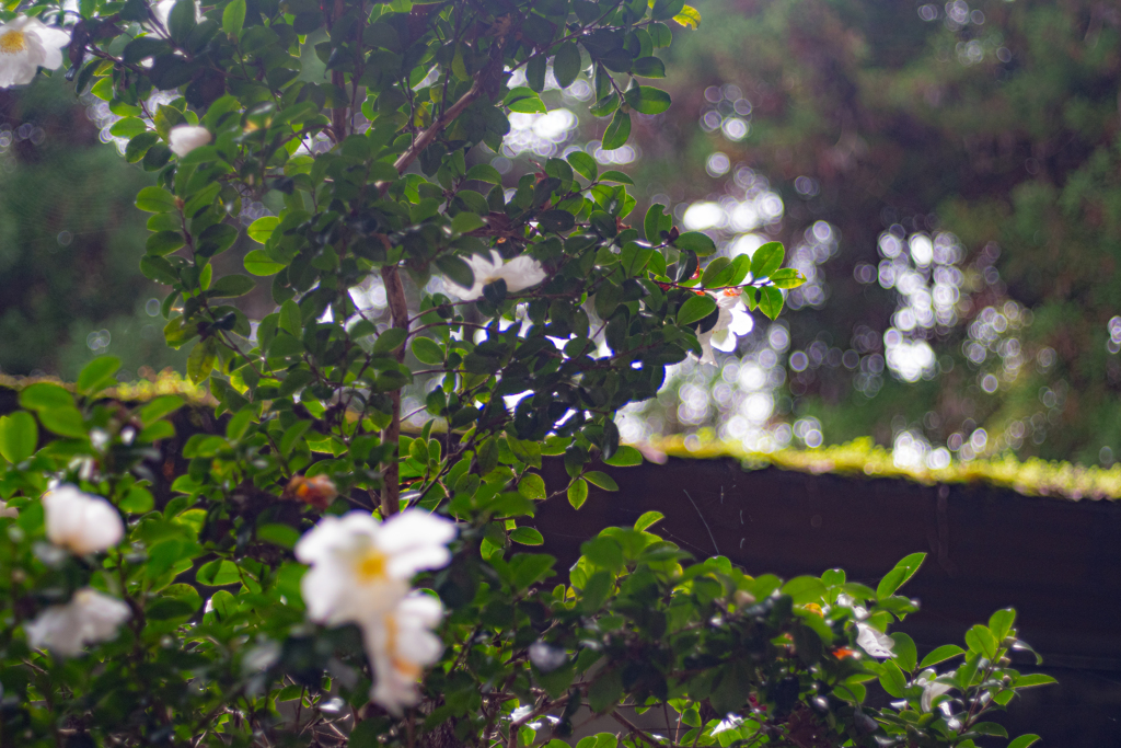 山茶花と玉ボケ