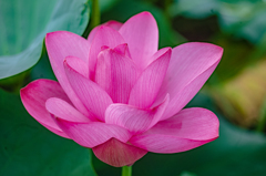 開花