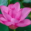 開花
