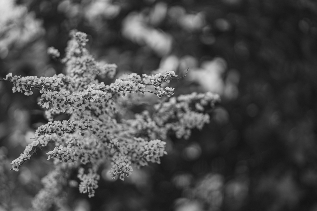 雪のヤナギ