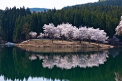 中子の桜