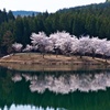 中子の桜