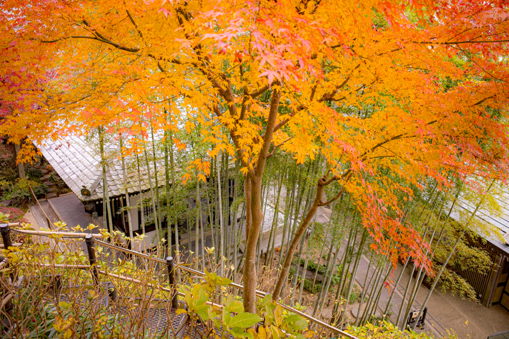 竹林と紅葉