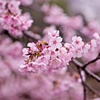 マクロと桜