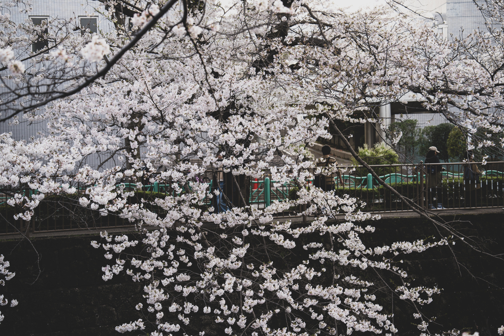 桜がやってきた！