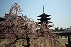 古寺と桜