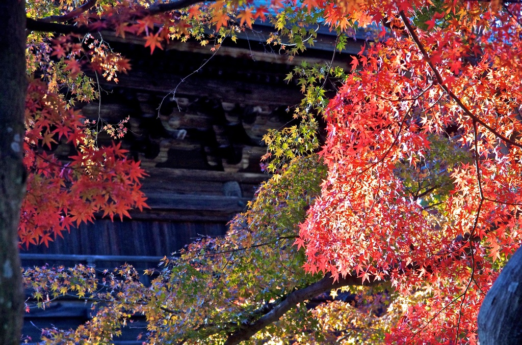 紅いマフラー