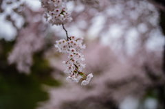 桜暖簾