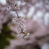 桜暖簾