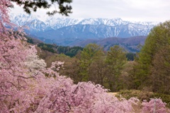 桜のむこうの雪山