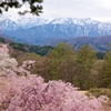 桜のむこうの雪山